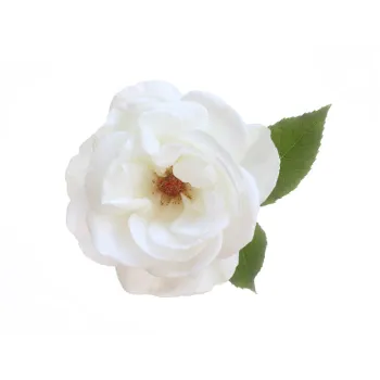 Natural White Rose